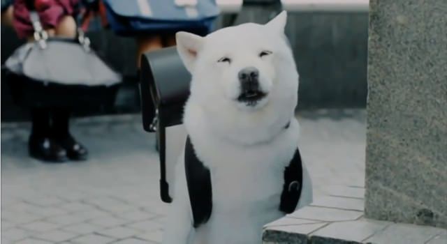 お父さん犬